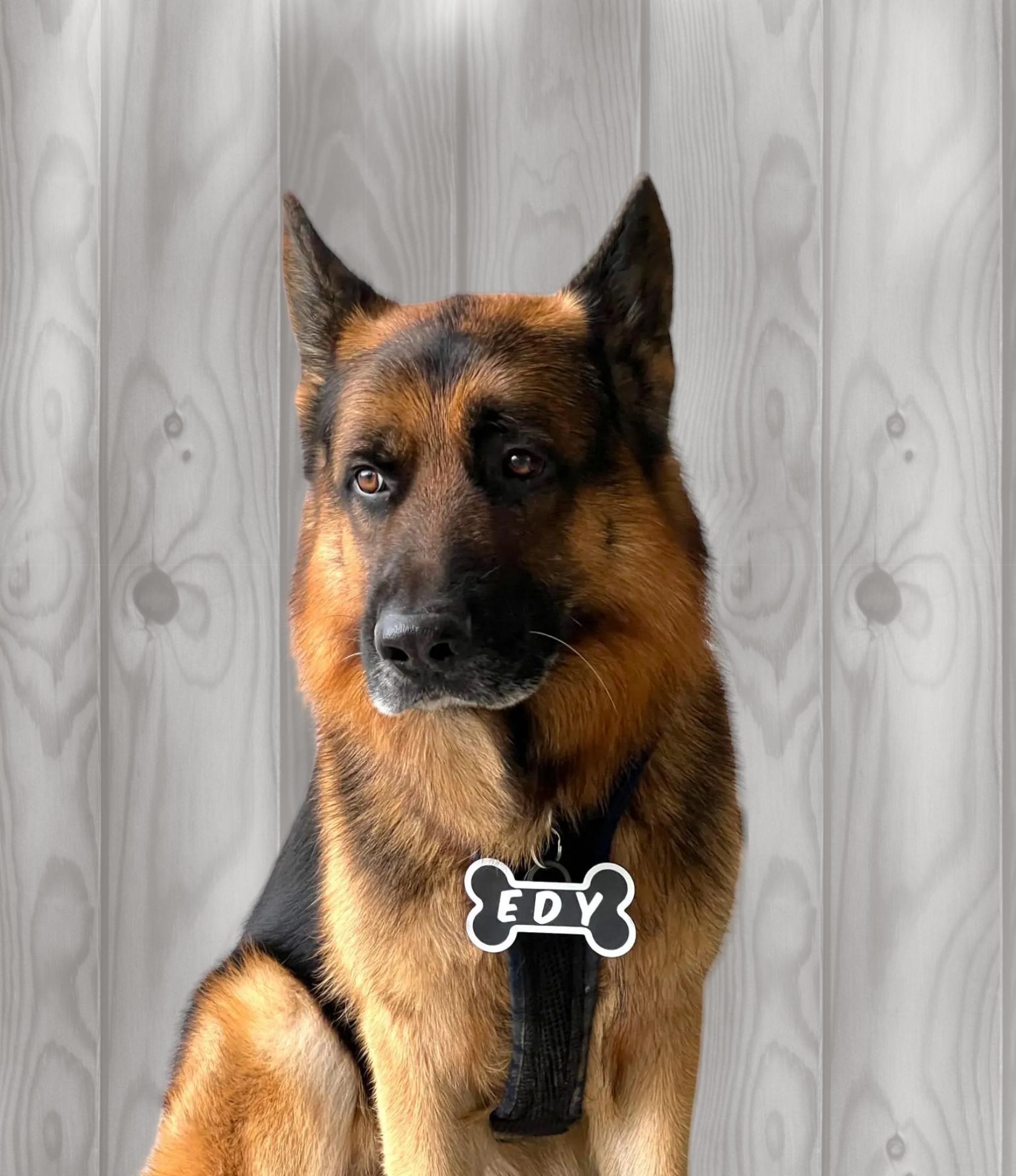 DogTag - Du kaufst ein DogTag wir Spenden 10.-